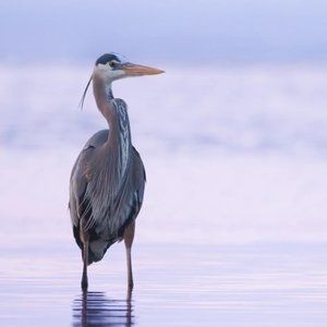 Meet your Posher, Marie